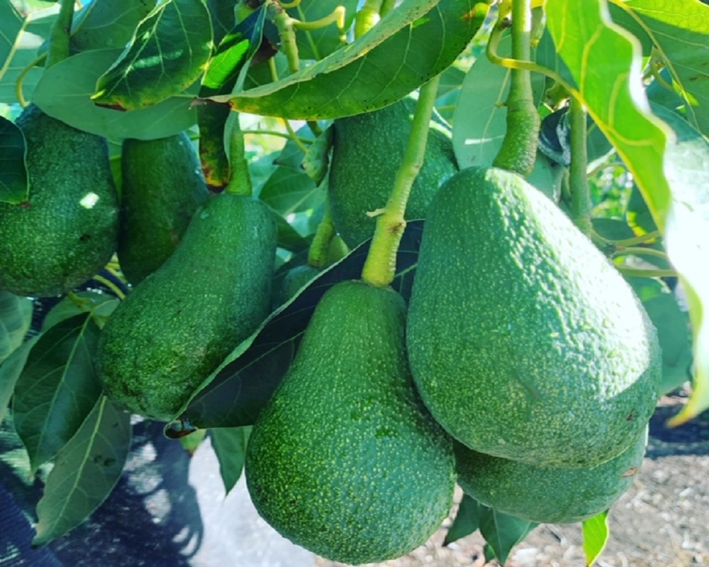 Fuerte avocado